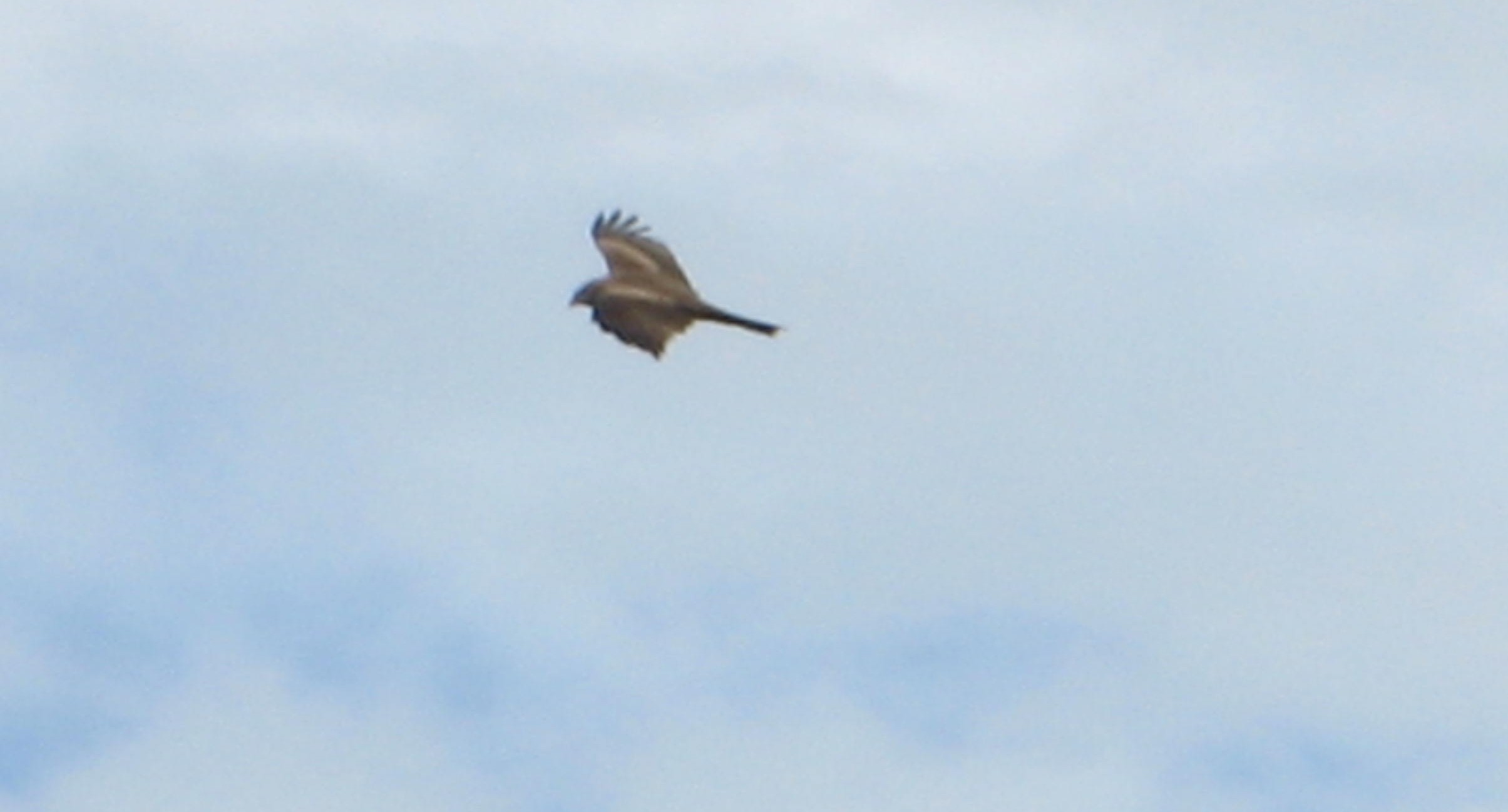 rapace dalla Spagna